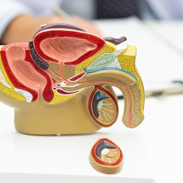 Male reproductive system, Asian doctor holding human anatomy model for study diagnosis and treatment in hospital.