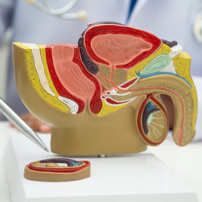 Male reproductive system, Asian doctor holding human anatomy model for study diagnosis and treatment in hospital.